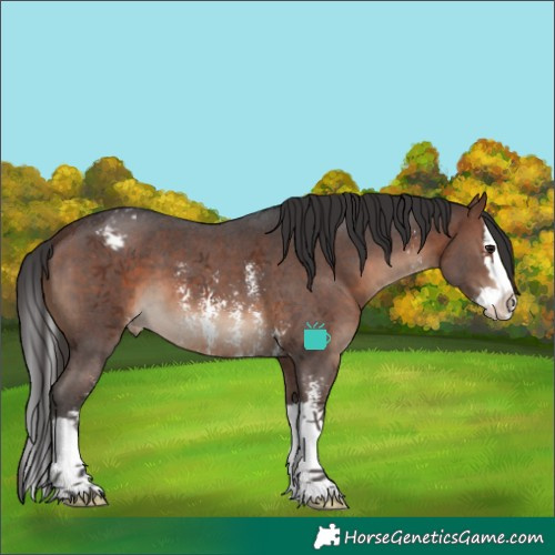 Horse Color:Brown Sabino Splash Appaloosa 