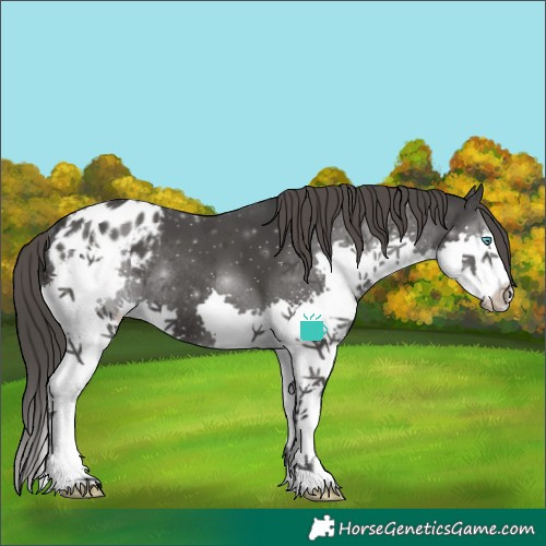 Horse Color:Black Splash Blanket Rabicano 