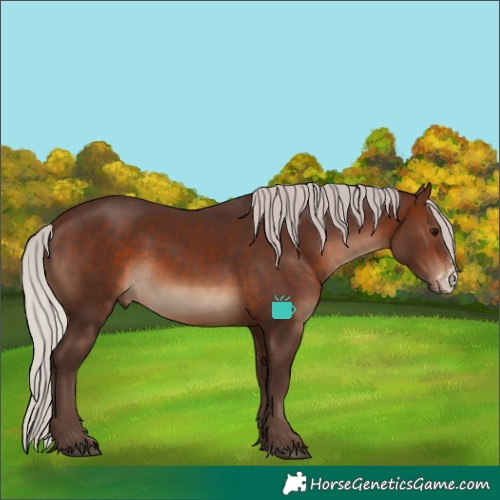 Horse Color:Silver Brown Sabino Rabicano