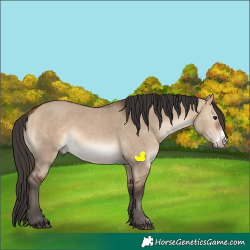 Horse Color:Bay Dun Sabino Rabicano