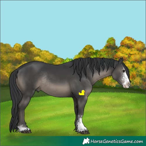 Horse Color:Black Sabino Rabicano 