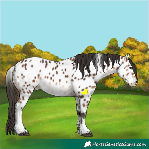 Horse Color:Bay Sabino Appaloosa 