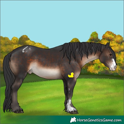 Horse Color:Brown Sabino Appaloosa Rabicano 