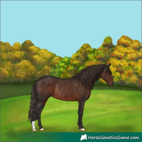 Horse Color:Liver Chestnut Rabicano