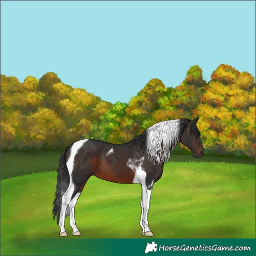 Horse Color:Brown Tobiano
