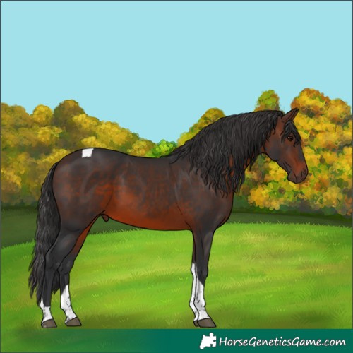 Horse Color:Brown Tobiano
