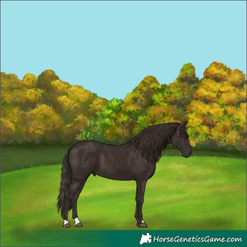 Horse Color:Liver Chestnut 
