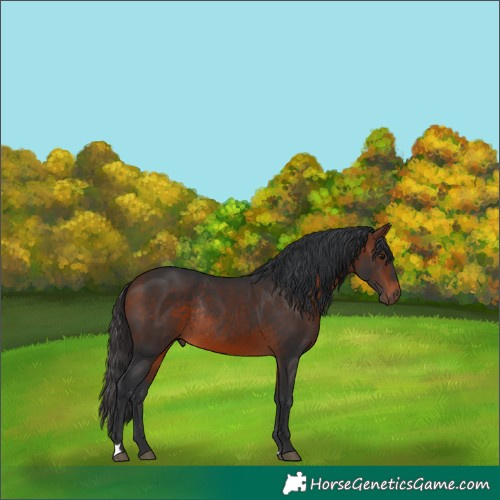 Horse Color:Bay Rabicano 