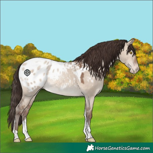 Horse Color:Sable Champagne Dun Tobiano Appaloosa