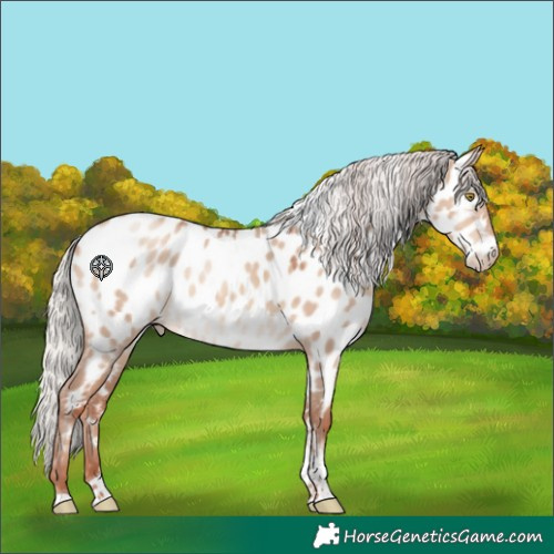 Horse Color:Silver Sable Champagne Dun Tobiano Appaloosa