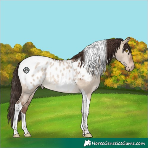 Horse Color:Sable Champagne Dun Tobiano Appaloosa