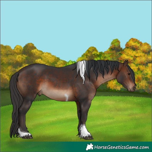 Horse Color:Brown Tobiano Rabicano 