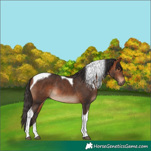 Horse Color:Bay Tobiano Rabicano 