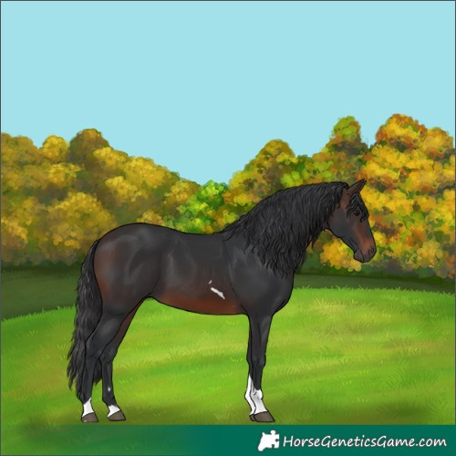 Horse Color:Brown Tobiano Rabicano