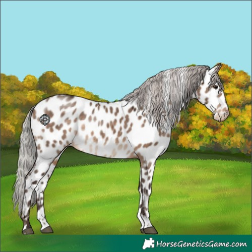 Horse Color:Silver Brown Dun Tobiano Appaloosa 