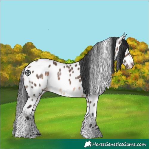 Horse Color:Brown Dun Tobiano Appaloosa