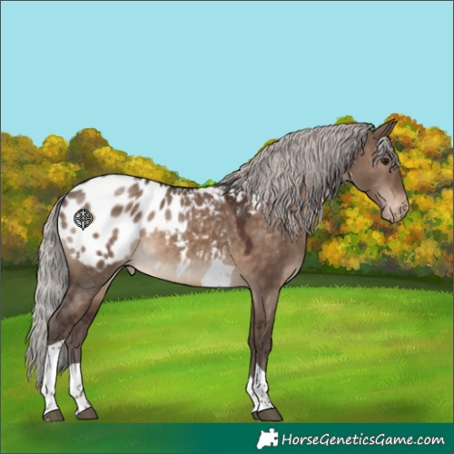 Horse Color:Silver Brown Dun Tobiano Appaloosa 