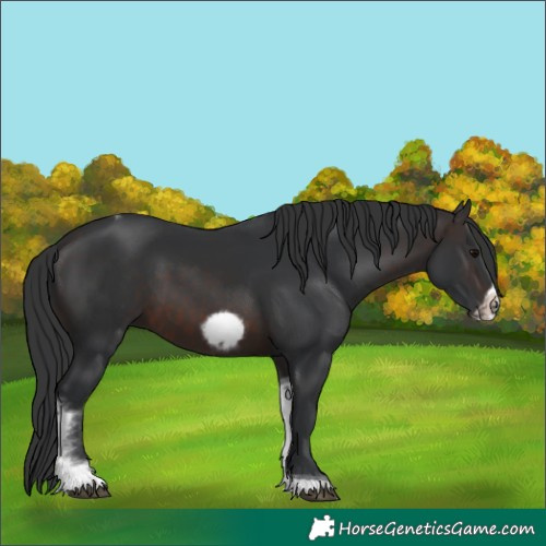 Horse Color:Brown Tobiano Frame Rabicano 
