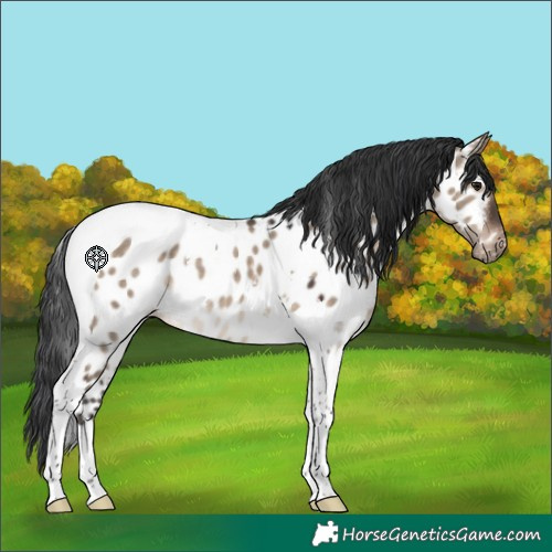 Horse Color:Brown Dun Tobiano Appaloosa