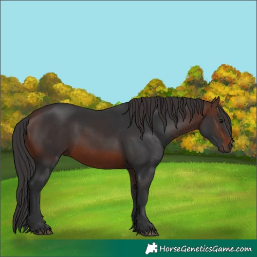 Horse Color:Brown Rabicano