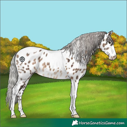 Horse Color:Silver Brown Dun Tobiano Appaloosa 