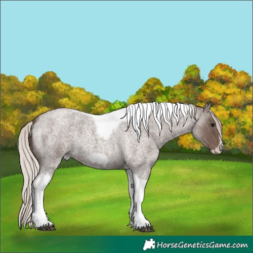 Horse Color:Silver Blue Roan Tobiano Frame
