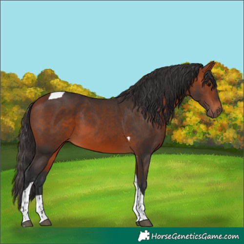 Horse Color:Bay Tobiano 