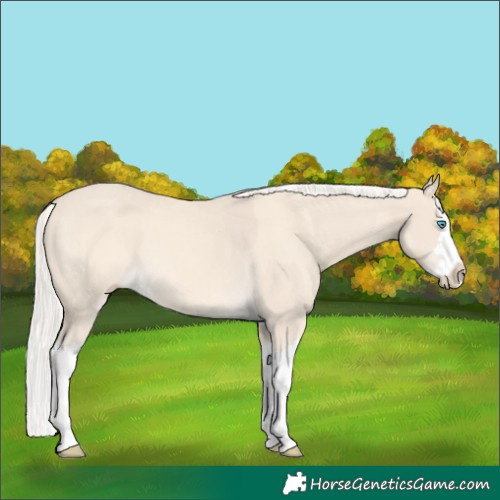 Horse Color:Cremello Splash  and Cremello Splash 