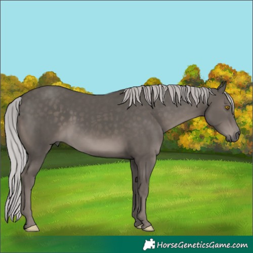 Horse Color:Platinum Silver Black 