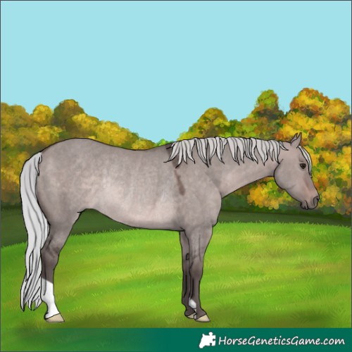 Horse Color:Platinum Silver Brown Dun Rabicano 