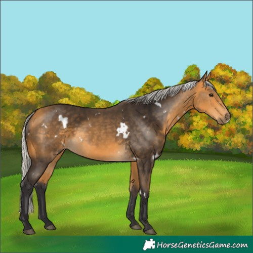 Horse Color:White Spotted Silver Buckskin Rabicano