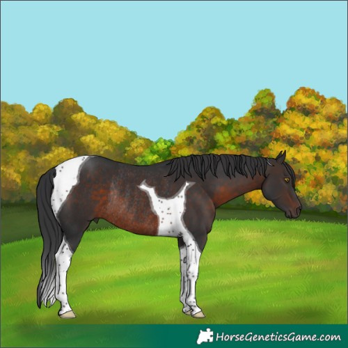 Horse Color:Brown Tobiano Rabicano