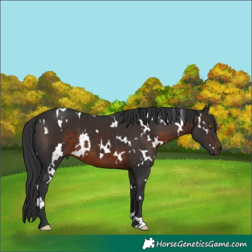Horse Color:White Spotted Brown