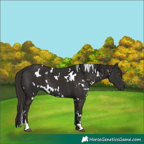 Horse Color:White Spotted Liver Chestnut 