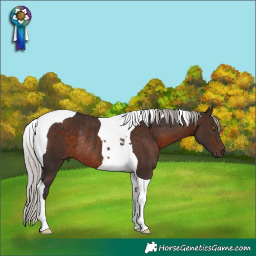 Horse Color:Silver Brown Tobiano Rabicano