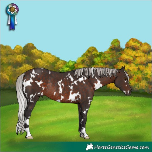 Horse Color:White Spotted Silver Brown Rabicano