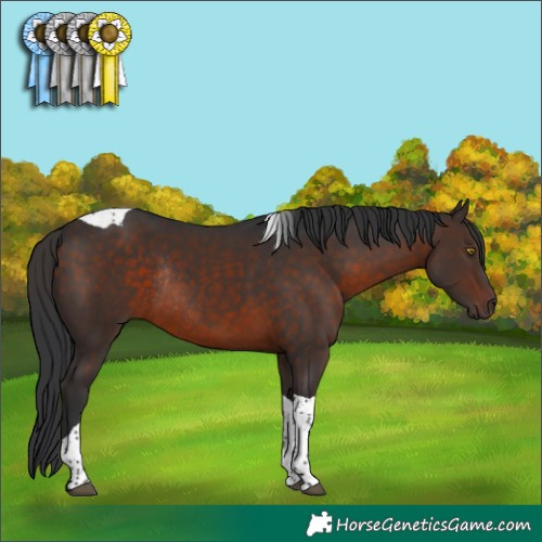 Horse Color:Brown Tobiano Rabicano