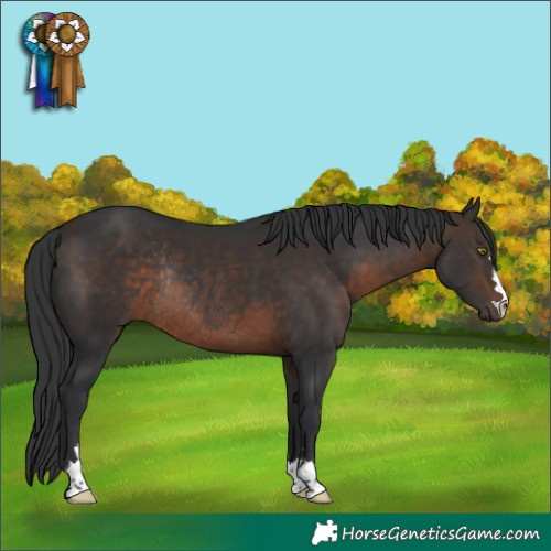 Horse Color:Brown Rabicano