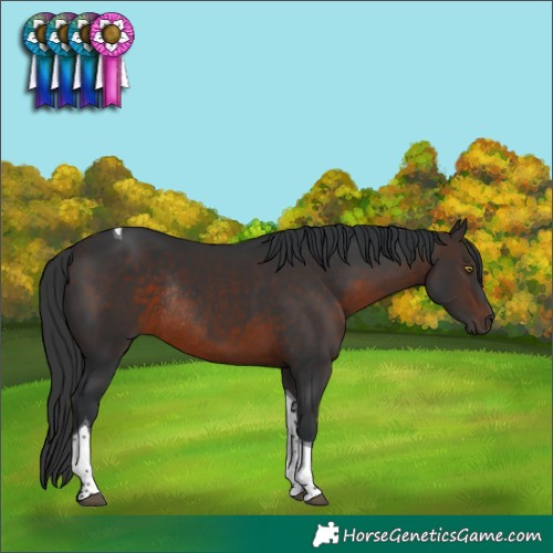Horse Color:Brown Tobiano Rabicano