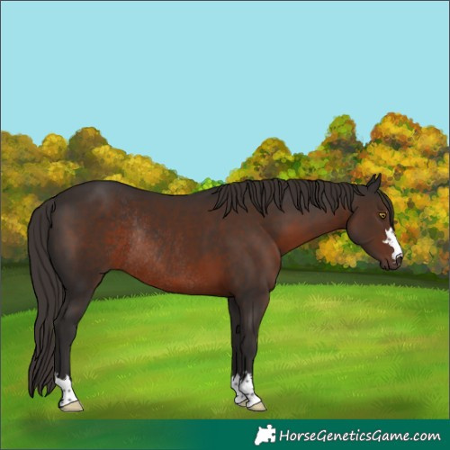 Horse Color:Liver Chestnut Rabicano