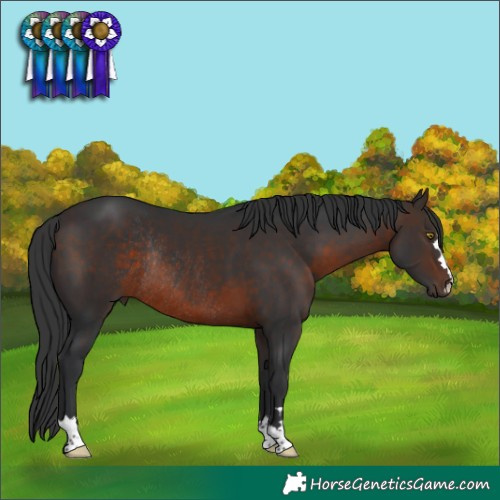 Horse Color:Brown Rabicano 