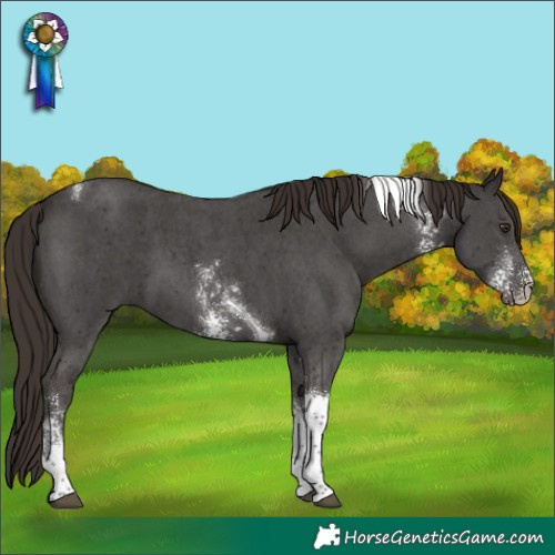 Horse Color:Liver Chestnut Sabino Tobiano