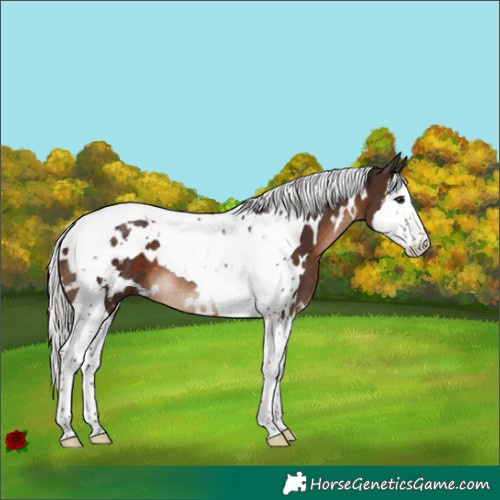 Horse Color:White Spotted Silver Brown Splash Tobiano Rabicano 