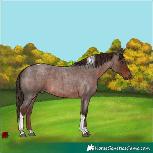 Horse Color:Liver Red Roan Tobiano Rabicano