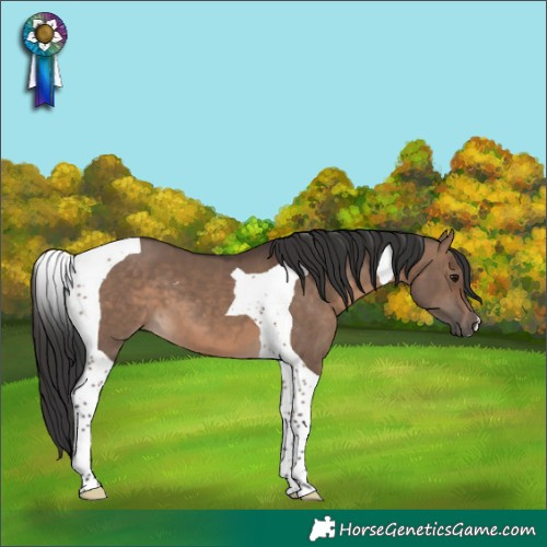 Horse Color:Brown Dun Tobiano