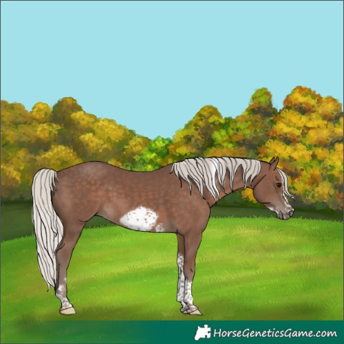 Horse Color:Silver Black Tobiano Frame