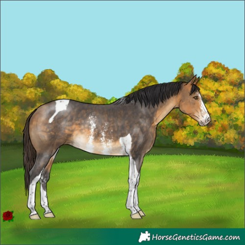 Horse Color:Buckskin Sabino Tobiano