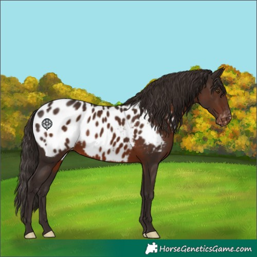 Horse Color:Liver Chestnut Appaloosa 