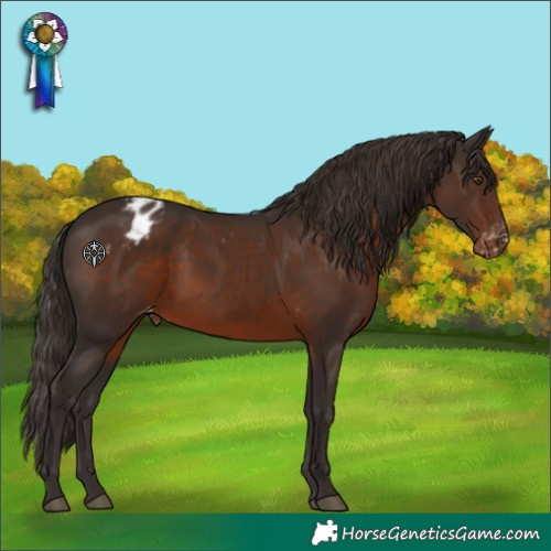 Horse Color:Liver Chestnut Appaloosa