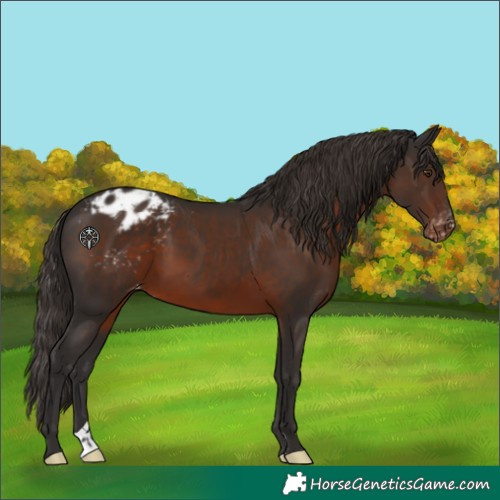 Horse Color:Liver Chestnut Appaloosa 